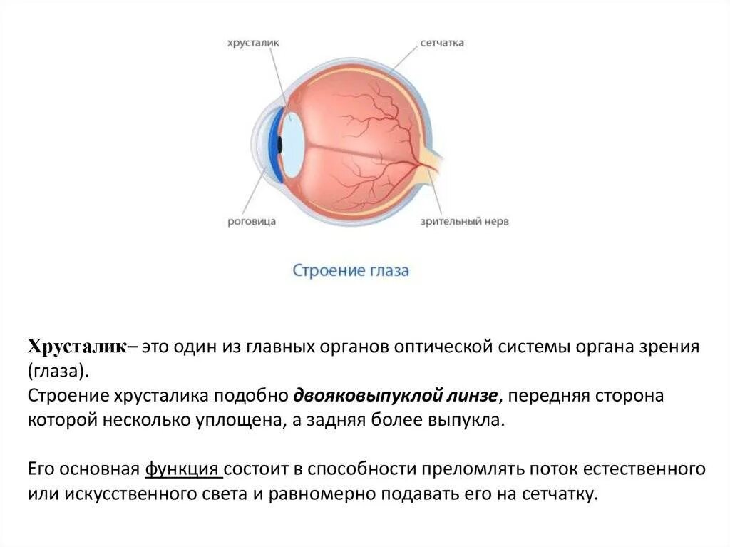 Хрусталик глаза строение и функции