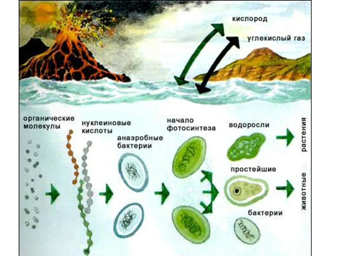 Появление первичных организмов. Биохимическая гипотеза Опарина. Гипотеза биохимической эволюции рисунок. Этапы биохимической эволюции схема. Биохимическая гипотеза возникновения жизни на земле.