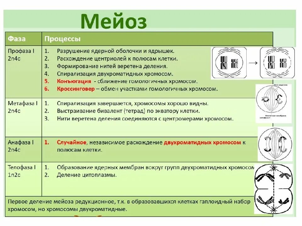 Установите соответствие между типами деления клеток