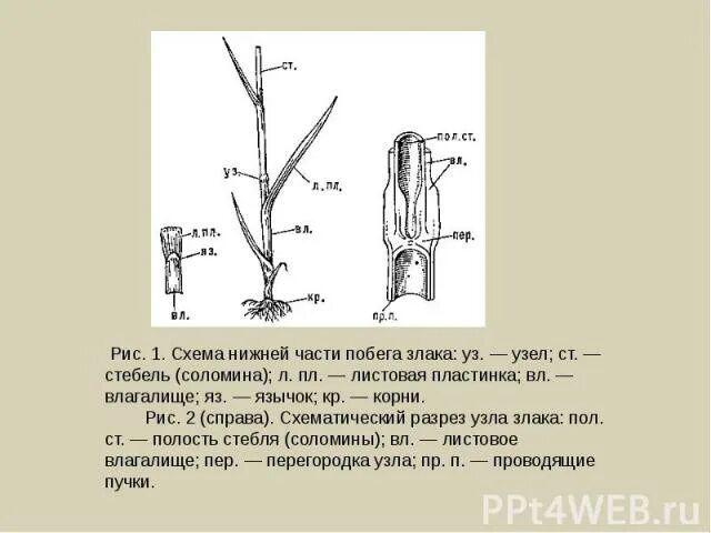 1 побег это часть корня. Строение побега злака. Части почки побега злака. Строение побега злаков. Нижние части побега формируются.