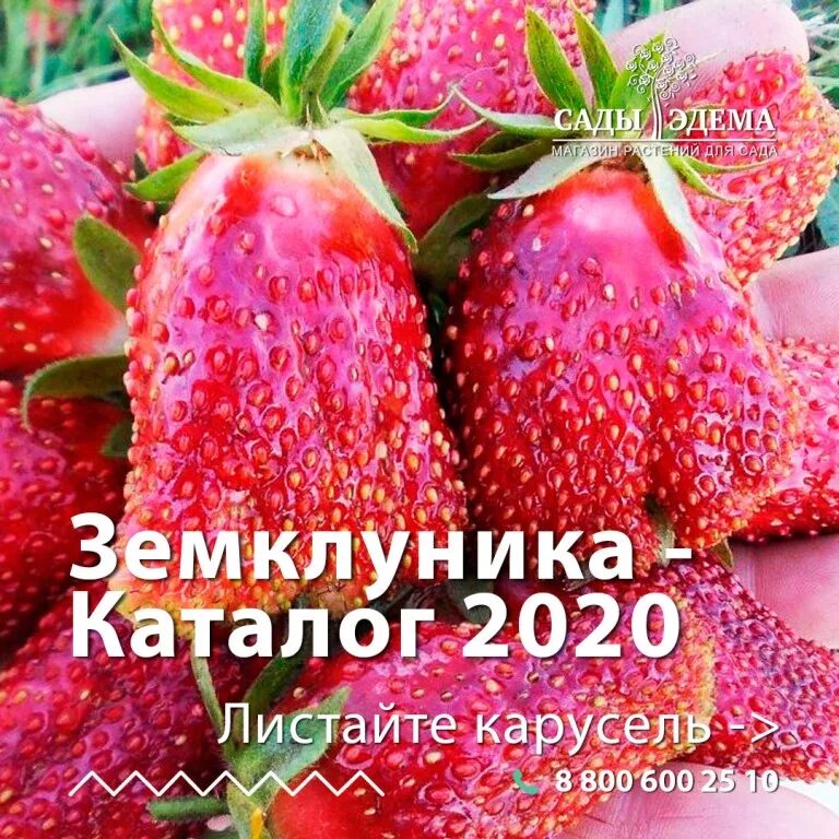 Сады эдема питомник. Lechuza perfect leaf удобрение. Сады эдема интернет магазин каталог 2021 весна. Каталог древесных растений аппм. Флоксы кулагиной сайт анны.