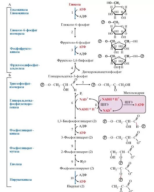 Синтез углеводов атф. Схема реакции аэробного гликолиза Глюкозы. Схема анаэробного гликолиза биохимия. Гликолиз схема реакций. Схема гликолиза биохимия.