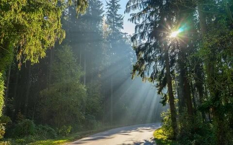 Какая погода в лес