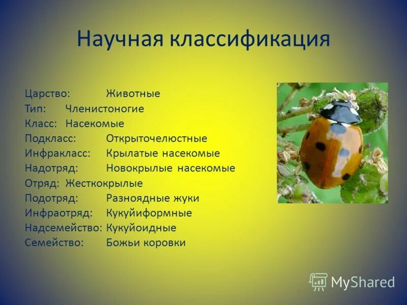 Царство животные тип членистоногие класс насекомые. Тип членистоногие классы. Царство животные тип членистоногие класс насекомые. Царство животные тип членистоногие класс насекомые. Клоп царство отряд тип класс.