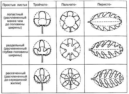 Лист цельный лопастной раздельный