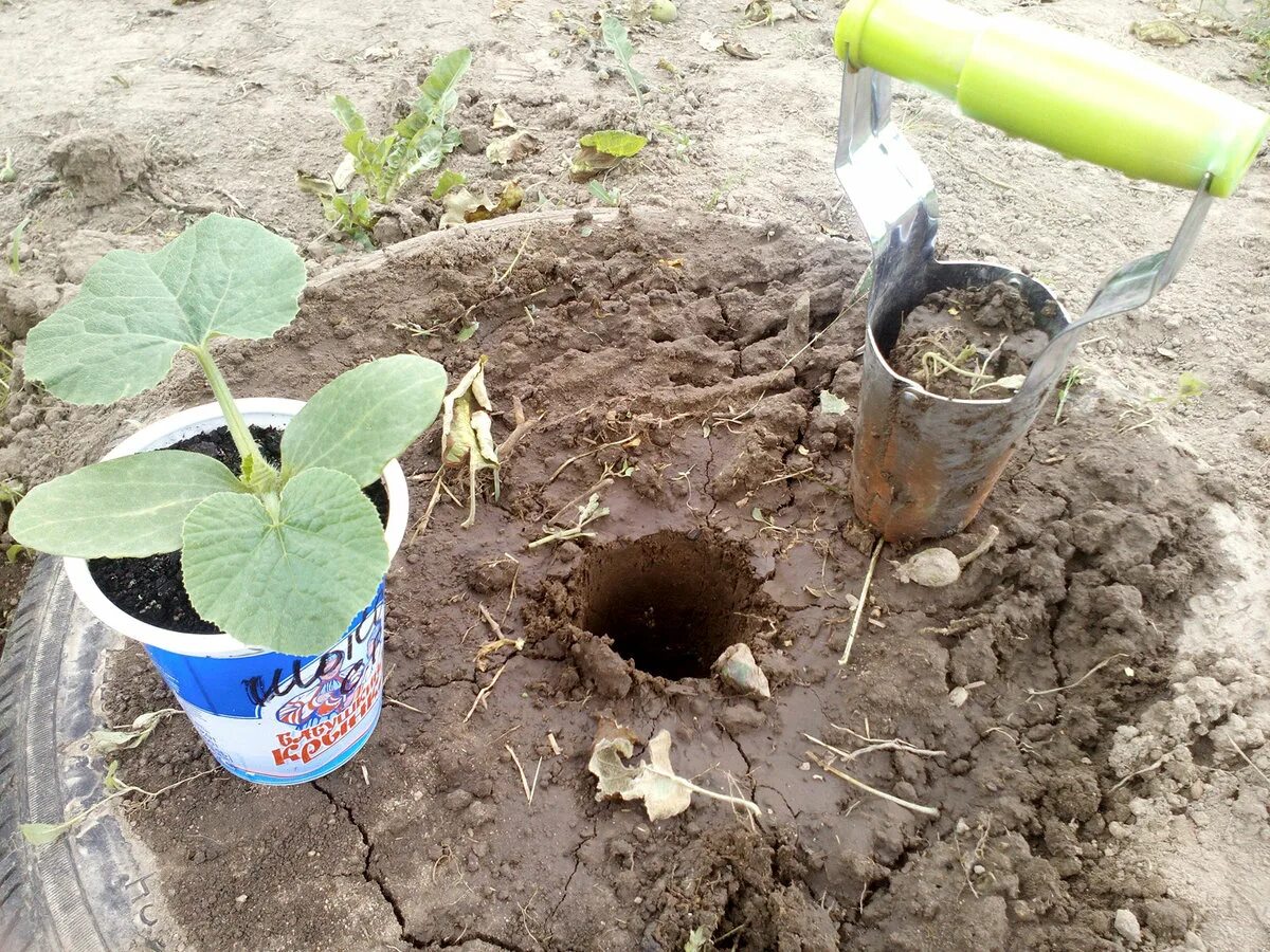 Когда сажать кабачки на рассаду в 2024. Лунка для посадки тыквы. Когда сажать кабачки на рассаду в 2024. Когда сажать кабачки на рассаду в 2024. Пикировка патиссонов.