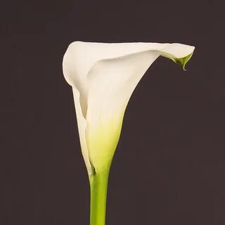 Искусственные кала