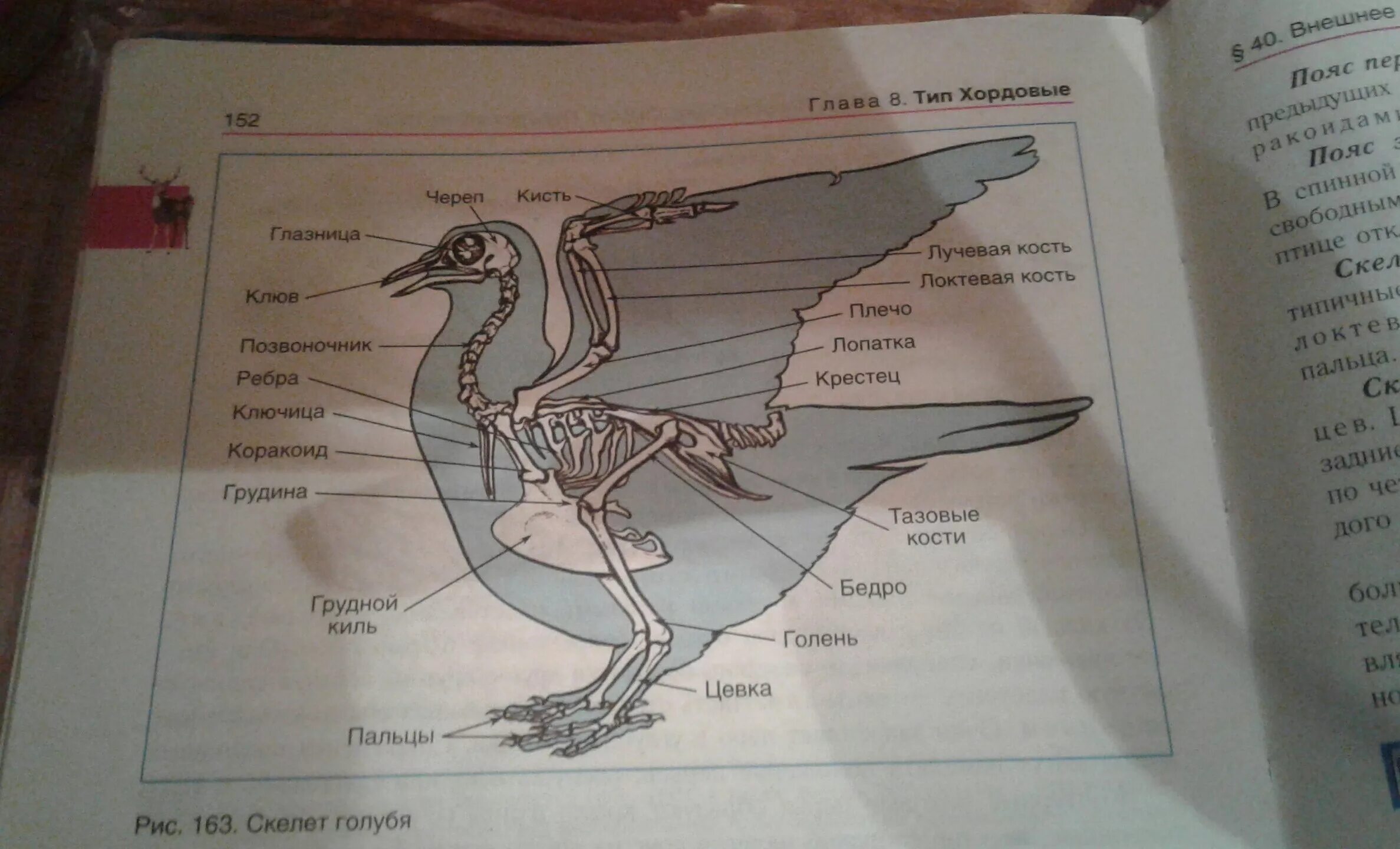 Скелет сизого голубя биология 7 класс рисунок. Скелет голубя биология 7 класс. Строение птицы. Строение птиц связанные с полетом. Внутреннее строение птиц в связи с полетом