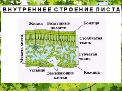 Внешнее и внутреннее строение листа тест 6