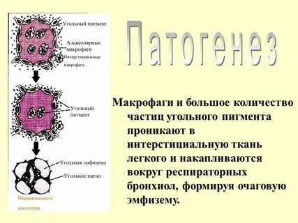 Альвеолярные макрофаги норма