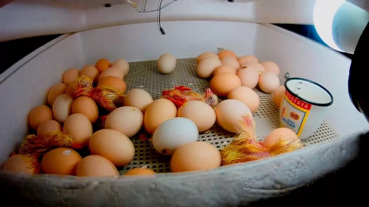 Как вырастить цыпленка из яйца без инкубатора