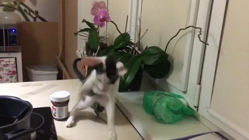 Как отучить кота лазить на стол. Скотч от кошек на стол. как отучить кота от стола. скотч чтобы кот не лазил на стол. отучить кота лазить по столам читать.