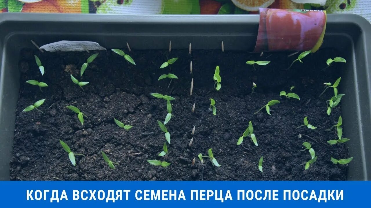 Когда всходят семена перца после посадки. Когда всходят семена перца после посадки на рассаду. Когда всходит перец после посадки семян. Сколько дней всходит перец после посадки.