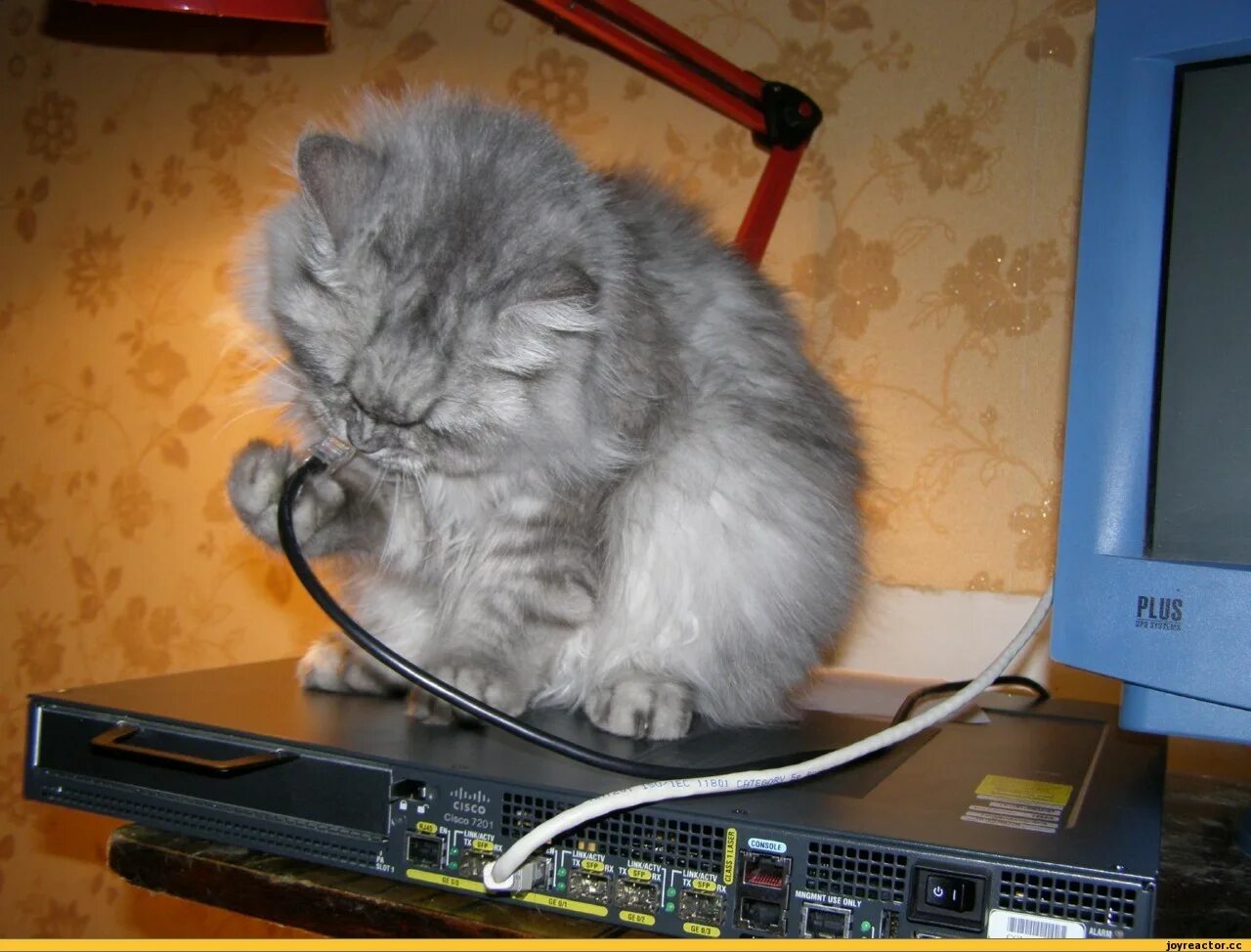 Кот и провода. Коты и провод от интернета. Кошка перегрызла провод. Котик с проводами.