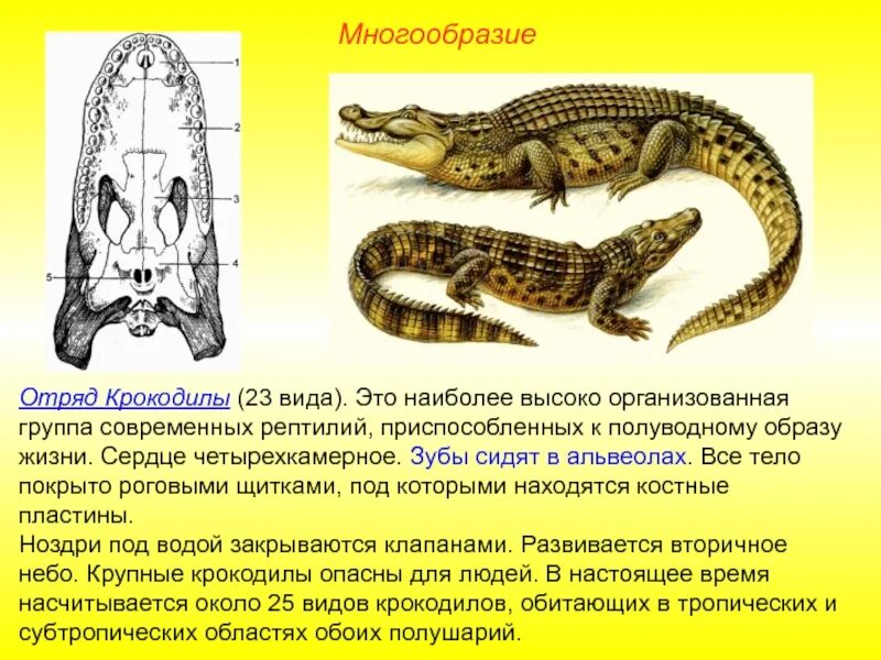 Пресмыкающиеся отряд крокодилы. Отряд крокодилы внутреннее строение. Отряд крокодилы строение конечностей. Класс пресмыкающиеся крокодилы.