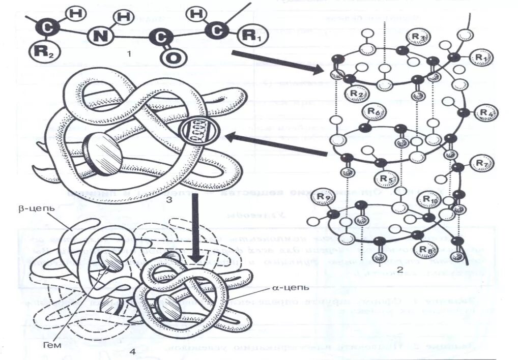 Схемы белков. Молекула белка схема третичная структура. Первичная и вторичная структура белка. Вторичная третичная и четвертичная структура белка. Строение белка первичная вторичная третичная четвертичная структура.
