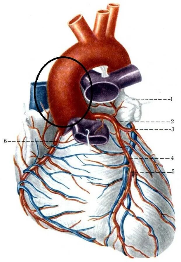 Аорта Вена сердце артерия. Артерии и вены сердца анатомия. Анатомия коронарных артерий сердца. Сердечные артерии и вены