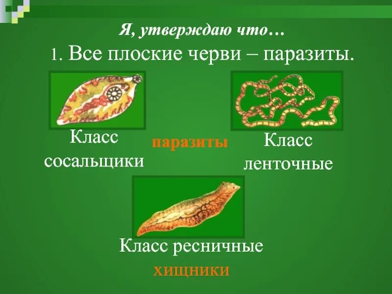 Систематика сосальщиков. Плоские черви 7 класс биология. Тип плоские черви презентация. Тип и класс плоских червей. Биология Тип плоские черви.