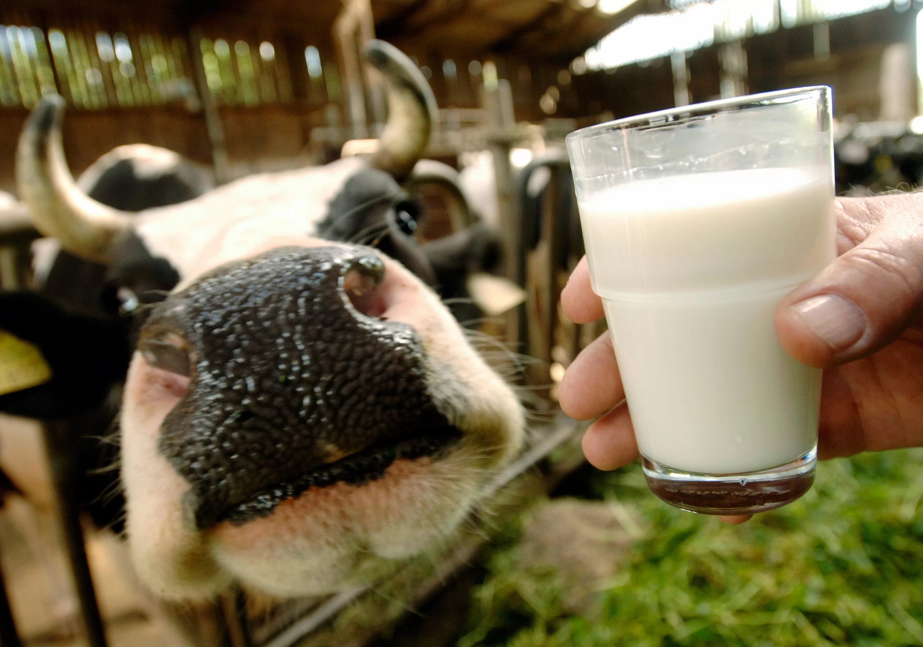 Молоко полученное от коровы 5. Коровье молоко. Молочная продукция с коровой. Молочко корова. Парное молоко.