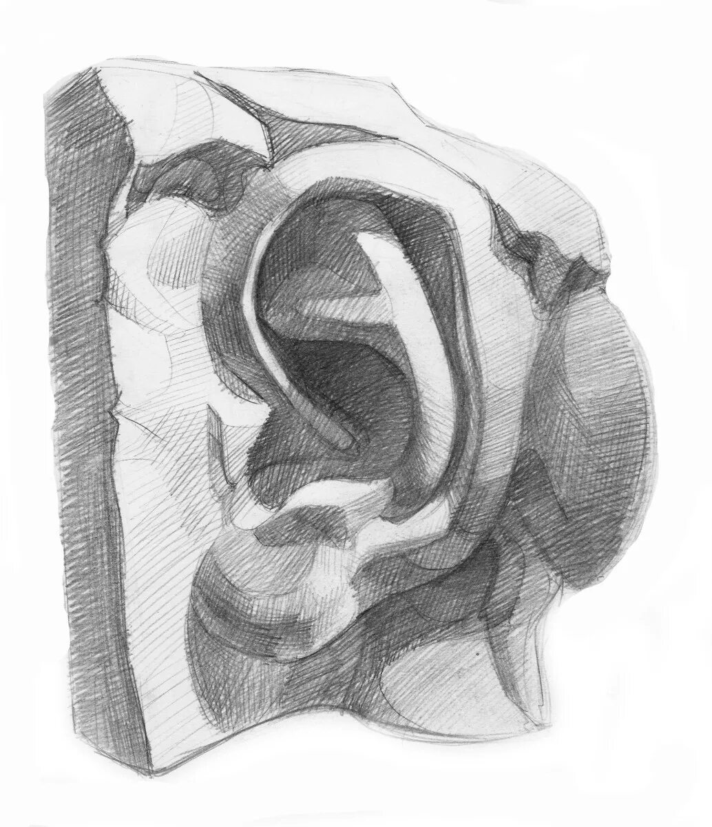 Гипсовое ухо давида академический рисунок. Академический рисунок уха давида. Ухо давида академический рисунок. Ухо давида академический рисунок. Гипсовое ухо давида.