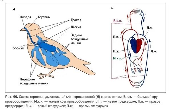 Кровеносная система птиц замкнутая. Кровеносная система птиц схема. Кровеносная система птиц схема биология. Схема строения кровеносной системы птиц. Схема кровеносной системы птицы биология 7 класс.