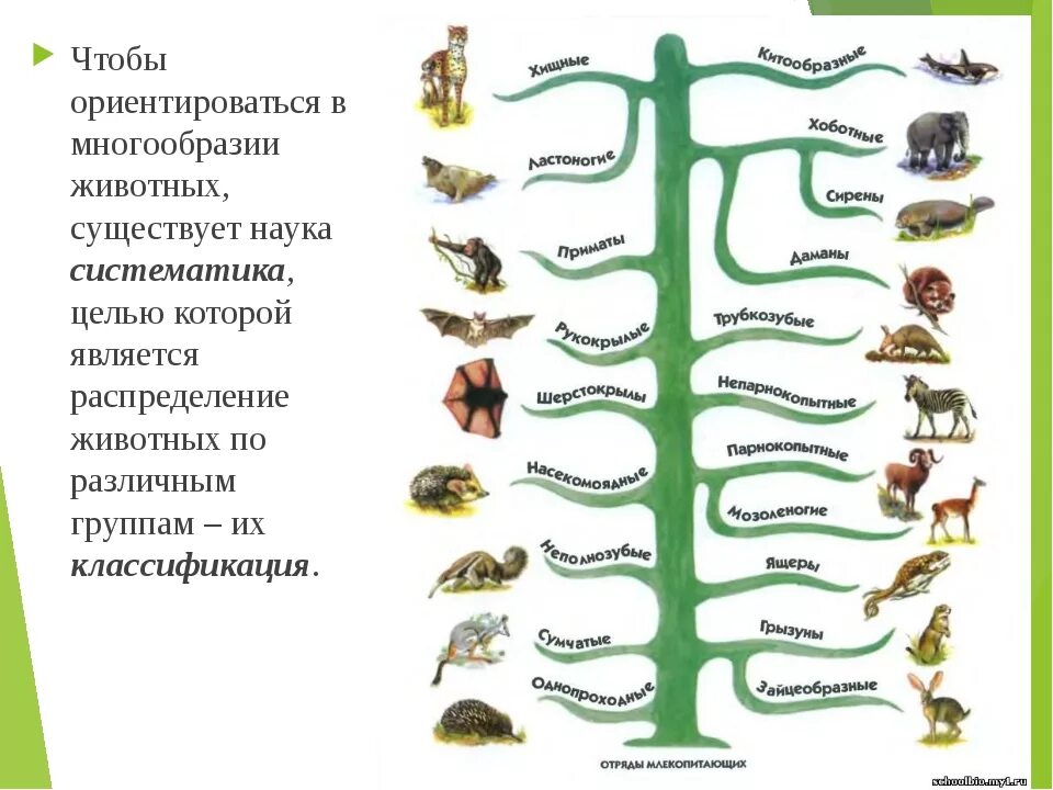 Систематической категорией объединяющей всех млекопитающих животных считается. Систематика животных биология. Царство животных классификация схема 3 класс. Систематика царство млекопитающих 7 класс. Отряды млекопитающих схема.
