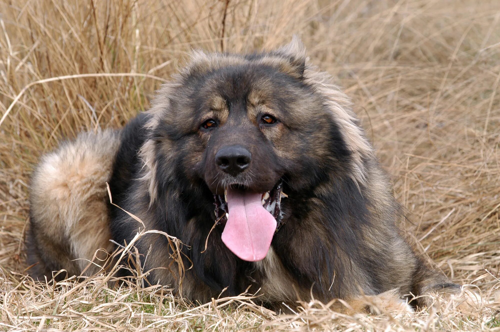 кавказская овчарка рост. чистопородная кавказская овчарка. кавказская овчарка щенок 6 месяцев. кавказская овчарка черная. кавказская чабанская овчарка.