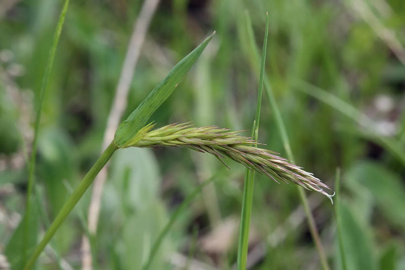 Сорняк зерновых. Душистый колосок (Anthoxanthum odoratum). Душистый колосок обыкновенный (Anthoxanthum odoratum l.). Мятликовые (Poaceae). Двутычинница двутычинковая.