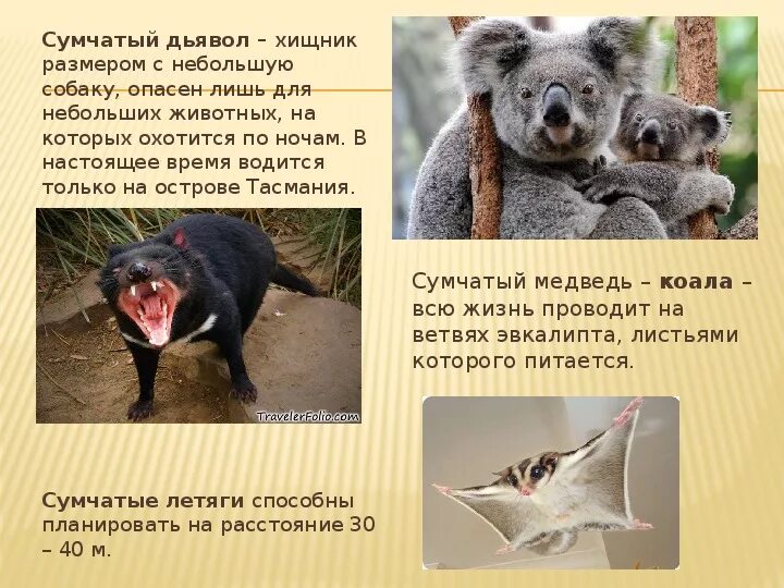 Описание сумчатых животных. Сумчатые животные список. представители сумчатых животных. сумчатые животные млекопитающие. животные австралии и их названия.