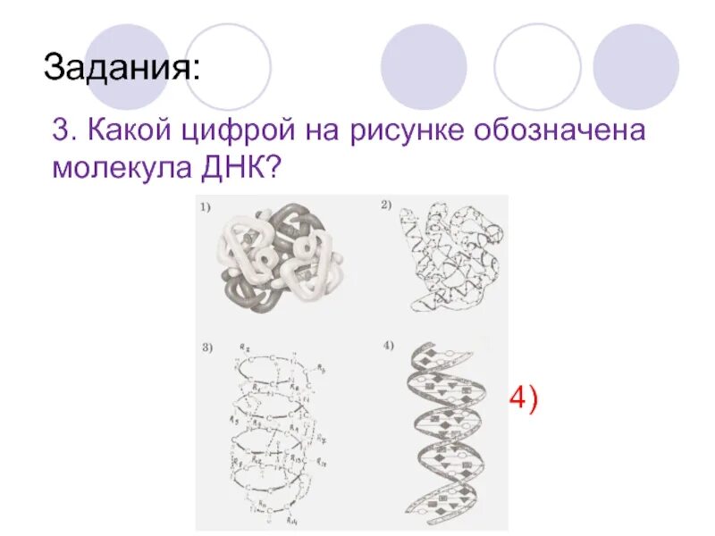 Выберите функцию которую может выполнять изображенная молекула. Какой цифрой на рисунке обозначена молекула днк. какой цифрой обозначена молекула. каким номером на рисунке обозначена молекула атф рассмотрите. какая молекула имеет форму трилистника.