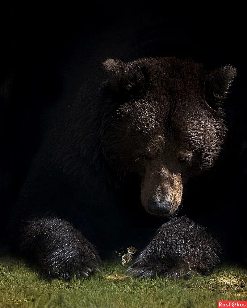 Grizzly Bear Looking at the Moon Stock Illustration - Illustration of rendering,