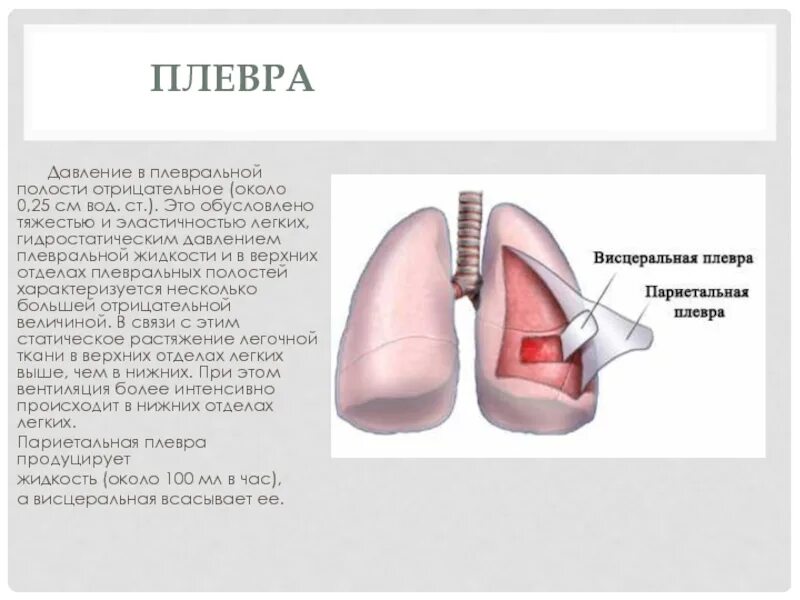 Плевра и плевральная полость. Париетальная плевра.