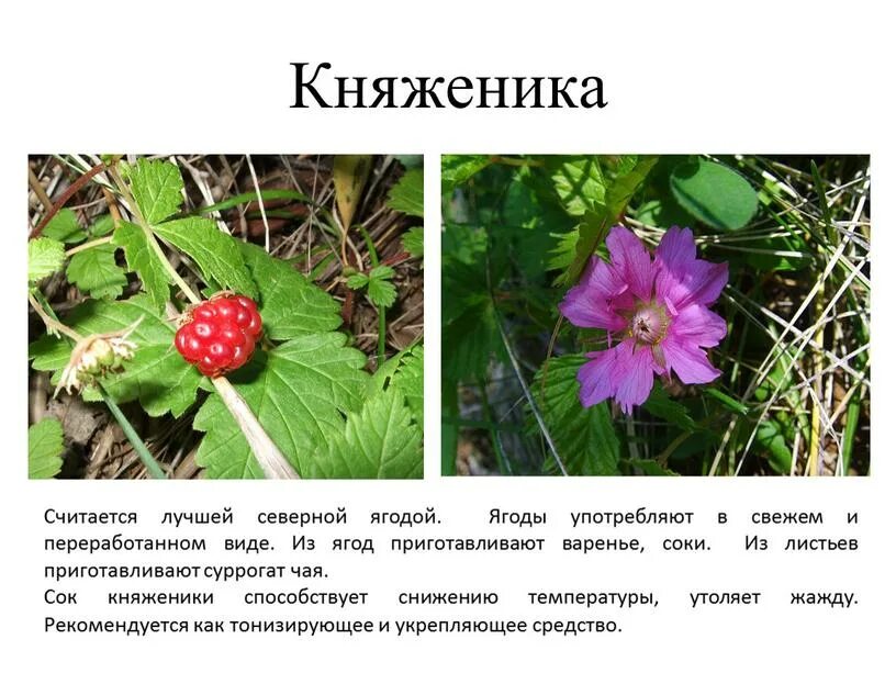 Костяника описание фото - DelaDom.ru