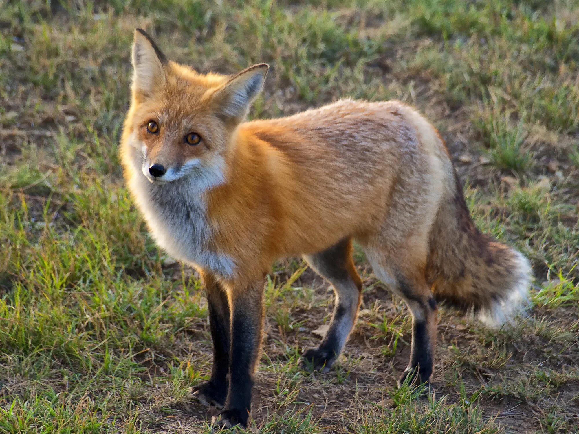 Fox h. Лиса обыкновенная. Лисицы обыкновенной (Vulpes Vulpes l.). Лисы на Куршской косе. Лисица обыкновенная Уральская.