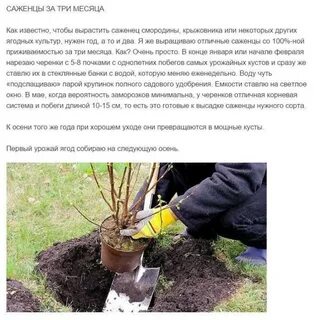 Посадка смородины осенью когда и как посадить