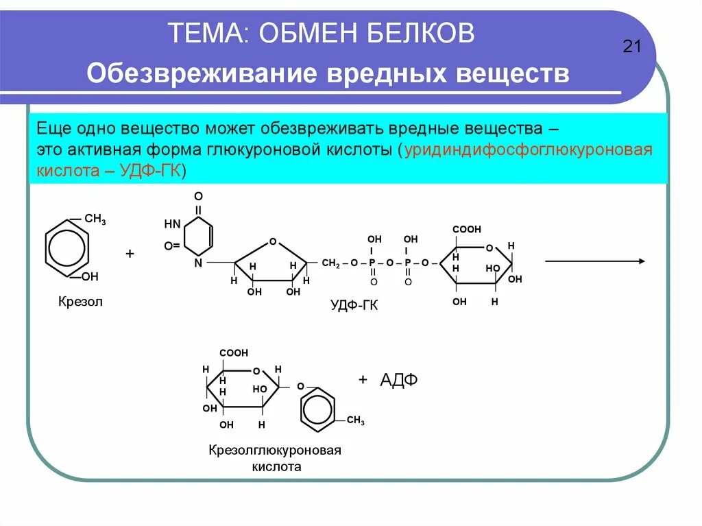 Обезвреживание веществ в печени. Обезвреживание белков. Активная форма глюкуроновой кислоты. УДФ-глюкуроновой кислоты. УДФ глюкуроновая кислота.