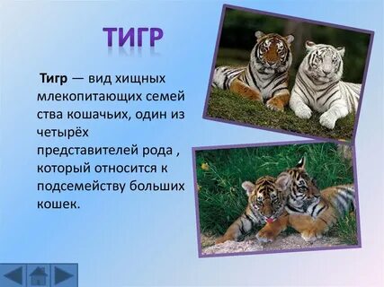 Практический животный