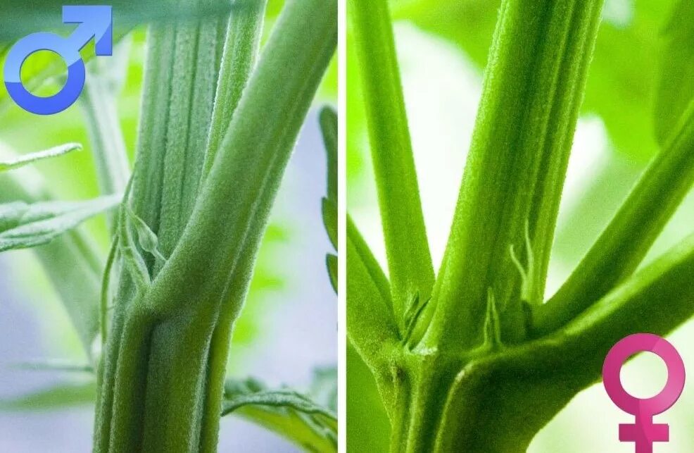 Растения как выявить. Сорняки индикаторы кислотности почвы. Название комнатных цветов. Сходство в строении листьев растений. Растения с названиями и их группами.