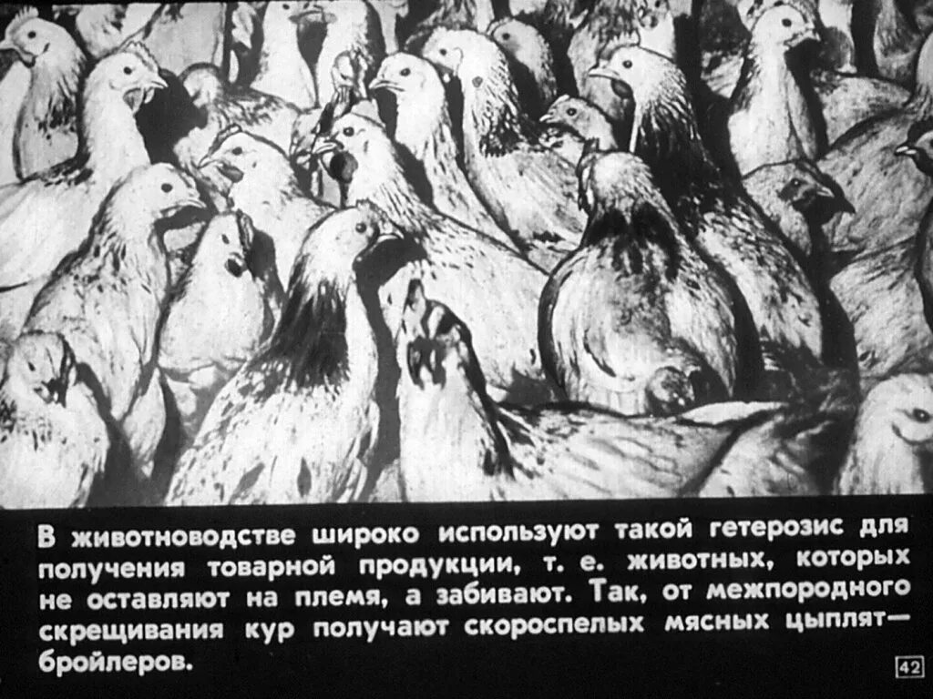 Генетика в животноводстве. Точная генетика в животноводстве. гетерозис в животноводстве. база данных генетика в животноводстве.