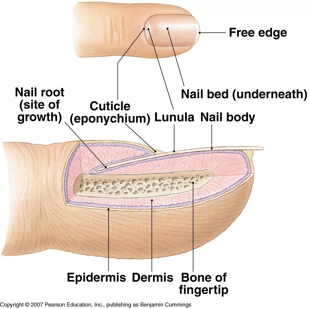 Корни ногтей находятся. Строение ногтевой пластины анатомия. Анатомическое строение ногтя. Структура ногтевой пластины. Строение пальца и ногтевой пластины.