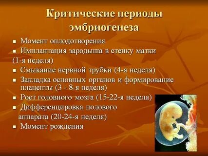 Критические периоды развития эмбриона и плода