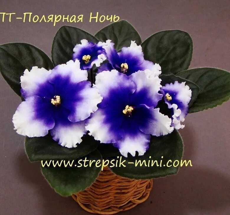 фиалка полярная ночь. сенполия пт полярная ночь. фиалка пт полярная ночь. фиалка сорт полярная ночь. фиалка полярная ночь.