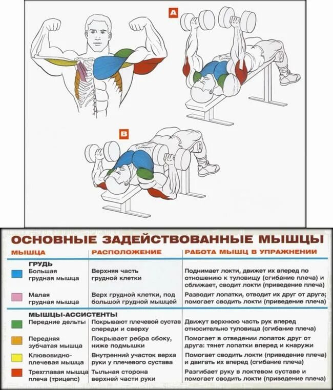 Комплекс упражнений для развития мышц грудной клетки. Упражнения для прокачки мышц грудной клетки. Упражнения для развития грудных мышц с гантелями. Упражнения для закачки грудной мышцы.