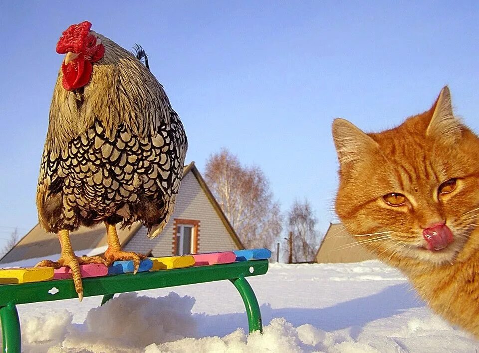 Гонять кур. Курица. Куры на снегу. Курица зимой. Петух в деревне.
