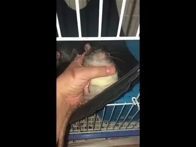 Как приучить крыску лежать на спинке. Сообщество помощи крысам. Открытки от фонда помощи крысам. Рен тв передача про крыс на этой неделе. Крысята на большом фоне.