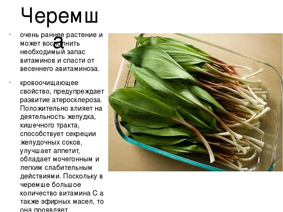 Как использовать черемшу