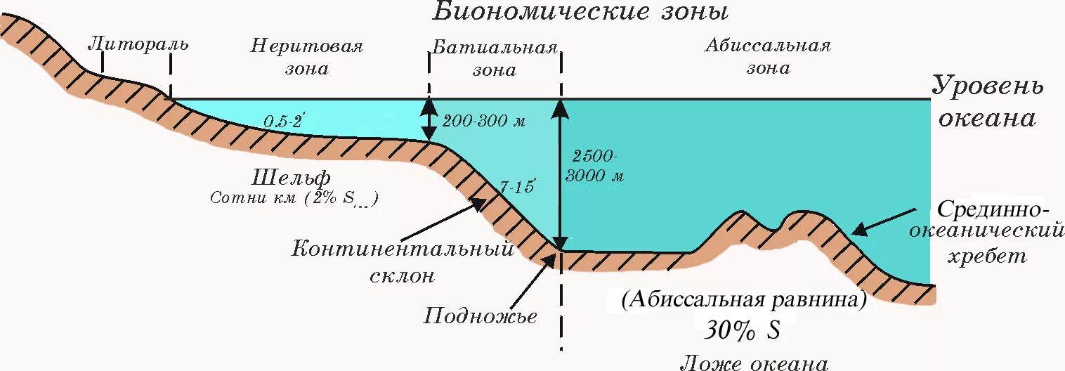 Шельф материковый склон ложе океана. Шельф, континентальный склон, подножье, абиссальная равнина,. Зоны рельефа дна мирового океана 5 класс. Элементы морского дна: биономические зоны:. Зоны дна океана