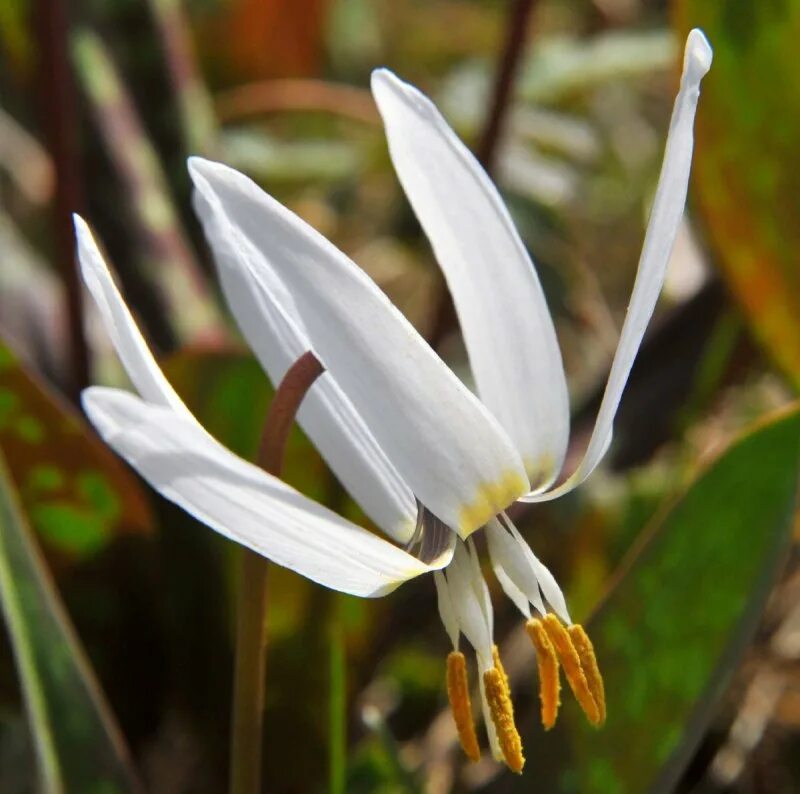 Кандык (Erythronium). Кандык Сибирский. Эритрониум Кандык. Кандык Сибирский ( Erythronium sibiricum).. Эритрониум