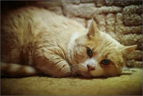 Котенок спросил