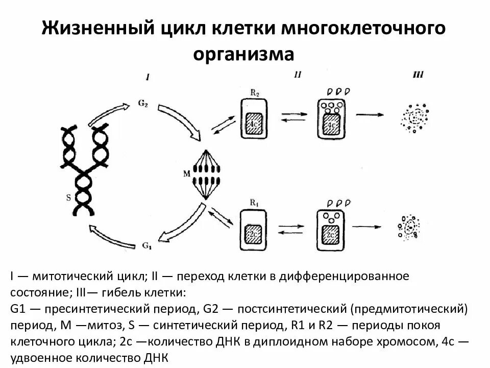 Жизненный цикл клетки схема. Зарисуйте схему жизненного цикла клетки. Характеристика этапов жизненного цикла клетки. Жизненный цикл клетки: его этапы, морфофункциональная характеристика.